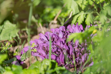 Purple Toothwort, Lathraea clandestine flowering, a parasitic plant
