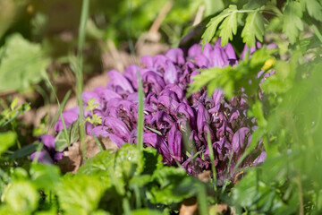 Purple Toothwort, Lathraea clandestine flowering, a parasitic plant