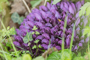 Purple Toothwort, Lathraea clandestine flowering, a parasitic plant