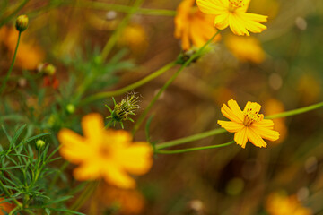 Yellow flowers