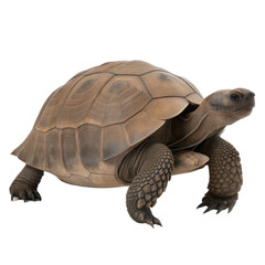 Fototapeta premium Gopher Tortoise AI Generated Image