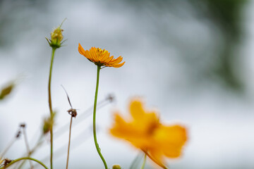 Yellow flowers