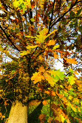 Landschaftsgarten Harrachpark im Herbst, Österreich, NIederöst