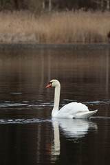 Graceful White Swan Swimming on Tranquil Lake in Nature