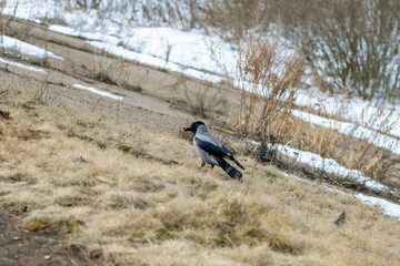 Hooded crow stands on the ground with food in its beak, in a winter landscape with snow, dry grass, and trees in the background, showcasing the bird's foraging behavior in cold weather