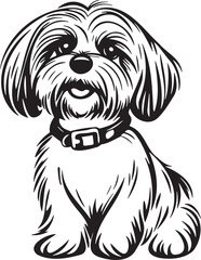 maltese dog with collar