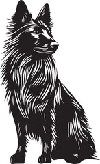 beautiful belgian groenendael shepherd dog