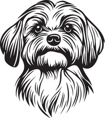maltese dog portrait