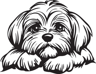 maltese dog on black background