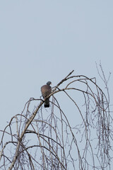 Wood Pigeon Perched on Bare Birch Tree Branches Against Clear Sky – Wildlife Bird Photography

