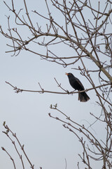 Blackbird Singing on Tree Branch Against Clear Sky – Spring Wildlife Nature Photo

