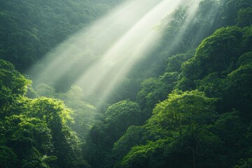 Sun-kissed Canopy: Sunlight streams through a verdant canopy, illuminating the dense foliage in a vibrant display of natural beauty and serene atmosphere.
