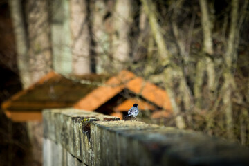 Small Bird Perched on Wooden Bridge Forest – Wildlife Nature Photography