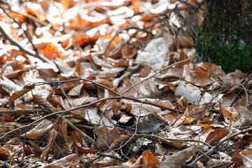 Small Wild Mouse on Leaf-Covered Ground in Woodland Setting