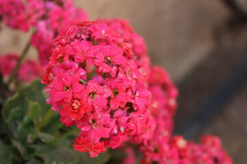 pink hydrangea flower