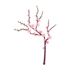 Sakura Blossom Branch Illustration Spring