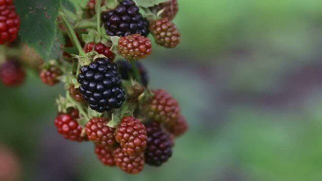 Close-up of ripening blackberries on a branch with vibrant green leaves in a natural outdoor setting