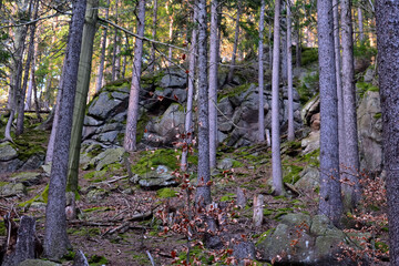 slopes of high mountains, fairytale forests at the foot of mountain peaks, wild nature