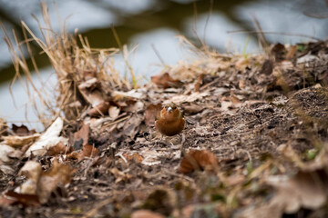 Chaffinch Blending into Leafy Ground Cover in Woodland Scene