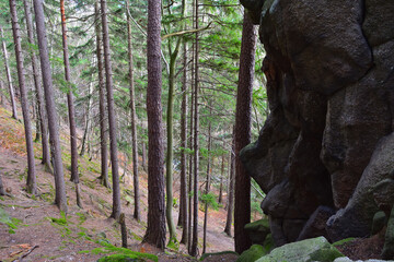 slopes of high mountains, fairytale forests at the foot of mountain peaks, wild nature