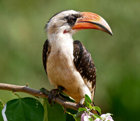 African red-billed Hornbill in Amboseli National Park - Kenya © Doctor Livingstone