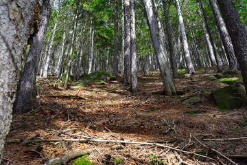 slopes of high mountains, fairytale forests at the foot of mountain peaks, wild nature
