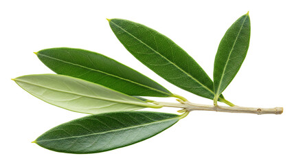 瑞々しい緑の葉 小枝