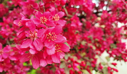 Southern crabapple flowers (Malus angustifolia)