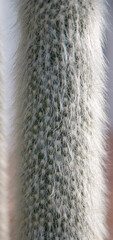Texture and Beauty of the Espostoa lanata Cactus