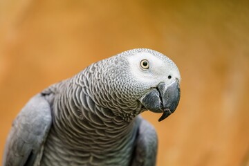 A beautiful and colorful African Grey Parrot is looking at the camera with its head turned slightly to the left. The bird has a black beak and dark grey feathers with light grey tips.