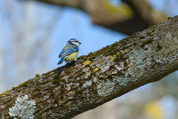 Eurasian blue tit perching on a tree branch on a spring day close-up