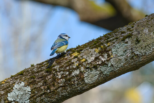 Eurasian blue tit perching on a tree branch on a spring day close-up