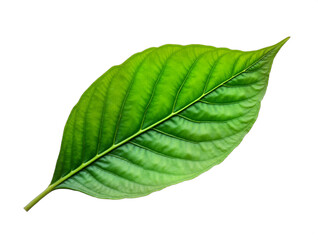 Obraz premium Vibrant green leaf isolated on white. Detailed venation. Ideal for nature, spring, ecology, or botanical themes. Perfect for environmental projects. Isolated on transparent background.