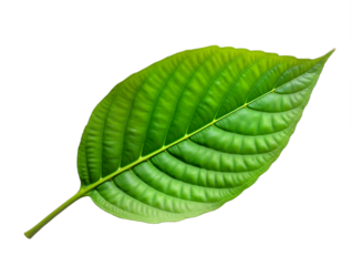 Single green leaf Isolated on transparent background. Detailed venation against stark white. Nature, freshness, serenity. Use for eco-friendly designs, spring themes.