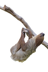 Cute two-toed sloth hanging on tree branch isolated on transparent background png file