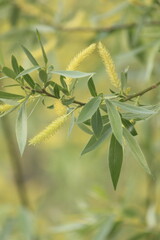 green leaves on a branch