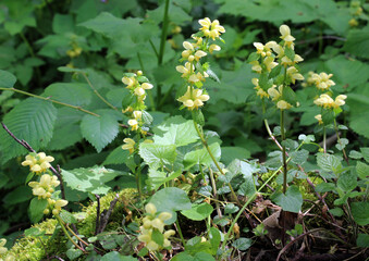 In spring, yellow deaf nettle (Lamium galeobdolon) blooms in the forest
