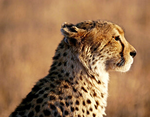 Cheetah in Kruger National Park - South Africa © Doctor Livingstone