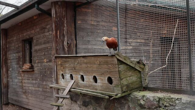 Tadorna ferruginea Ruddy shelduck standing on a cage in the zoo
