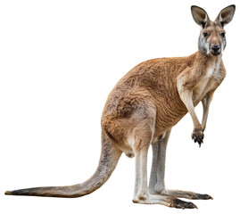 Red Kangaroo Standing on White Background, transparent background png