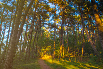 Obraz premium A narrow path between bizarrely curved pine trees at sunset. A hiking trail in the forest. Deformation of plant trunks growing near the sea coast.