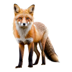 Alert Red Fox Standing on All Fours