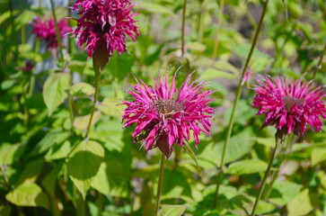 Closeup of the red flower, Monarda