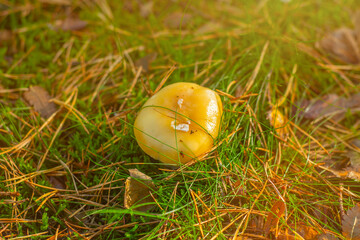 Close-up of red mushrooms in the grass. Wet and oily mushrooms in the forest.