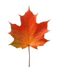Obraz premium Vibrant Autumn Maple Leaf with Rich Orange and Red Tones