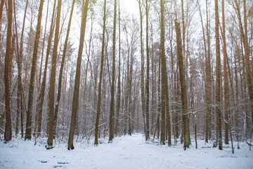 A trodden path in a winter forest. A path between trees in a park. Background with a winter landscape.