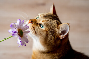 red bright beautiful cunning cat breed British Scottish color chinchilla sniffs flower chrysanthemum bud and enjoys, green-eyed cat