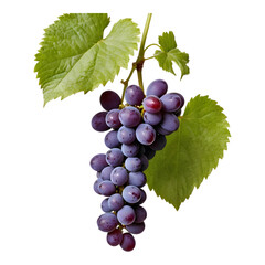 Obraz premium A bunch of purple grapes hanging from a vine