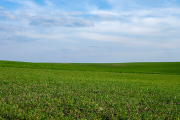 Winter wheat field in spring. Wheat field hills. Future harvest and forecast. Copy space.
