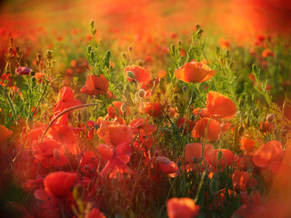 Wildflower Meadow full of Red Poppies, selective focus, multiple exposure	